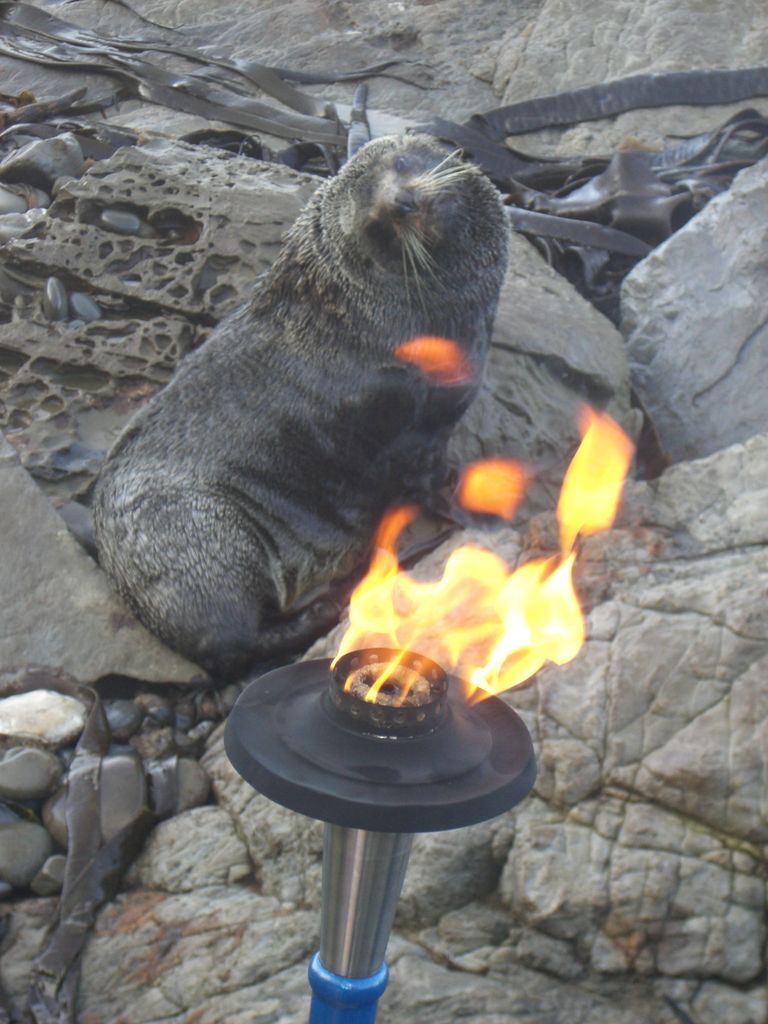 We saw many seals along the coast.