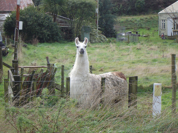 Llama