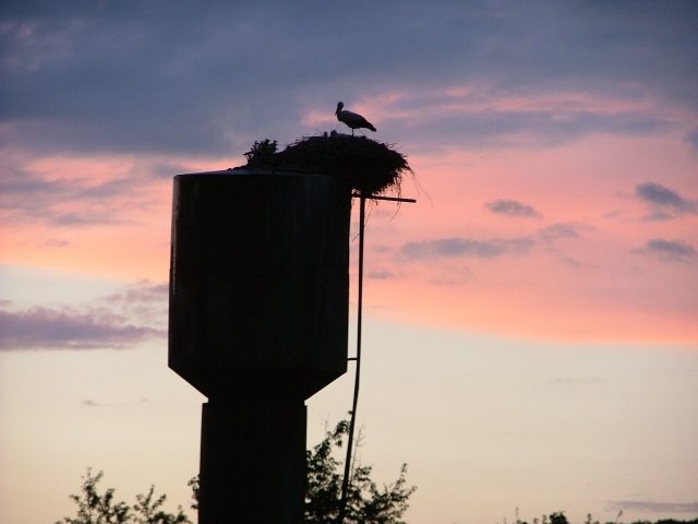 I7573_nest of stork